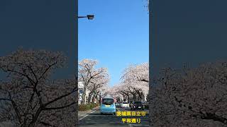 「日立市平和通りの桜」茨城県日立市 4K