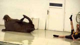 WALRUS EXERCISES WITH TRAINER