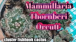 015 Mammillaria Thornberi Orcutt/ cactus/ planting/propagation