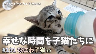 なにわ10【猛暑の屋根裏で子猫保護】野良猫が家猫になる第一歩を踏み出す✨💖🐾five kittens protected in the attic