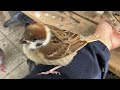 とんでもない子スズメ現る。【手乗りスズメがいっぱい！49】hand tame sparrow