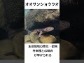 絶滅危惧種 オオサンショウウオ