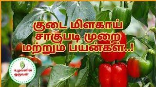 குடை மிளகாய் சாகுபடி முறை மற்றும் பயன்கள்..!, குடை மிளகாய் சாகுபடி முறை, குடை மிளகாய் பயன்கள்