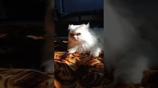 father n son#the persian cat#the cross indian cat