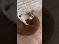 happy dog собака джекрассел приколы