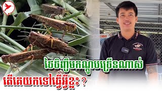 ថៃចិញ្ចឹមកណ្ដូបច្រើនណាស់ តើគេយកទៅធ្វើអ្វីខ្លះ? | កម្មវិធីកសិកម្ម