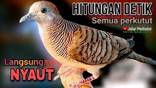 PERKUTUT LOKAL GACOR suara besar - PANCINGAN BUNYI PERKUTUT 💯%EFEKTIF LANGSUNG RESPON NYAUT