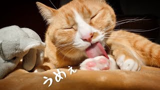 【猫】至福の毛づくろい　きなこ餅定期便 　相棒も毛づくろい【犬と猫Vlog458 】