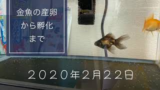 初心者！突然金魚が産卵。卵の中で動く！？孵化までの動画