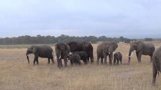 Elephants protecting their young...