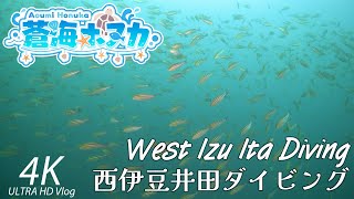 West Izu Ita Diving 【西伊豆井田】 202411