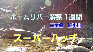 三重県　坂本川フライフィッシング釣行記（2022年4月8日）