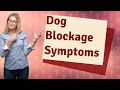 How do I know if my dog has a blockage in his stomach?