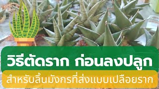 EP.47 วิธีตัดรากลิ้นมังกรก่อนลงปลูก#sansevieria #snakeplant#ไม้ฟอกอากาศ#ลิ้นมังกร#วิธีปลูกลิ้นมังกร