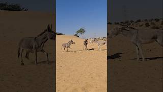 Two masat donkey |#ytvirals #gadhy #shortsvideo #khota