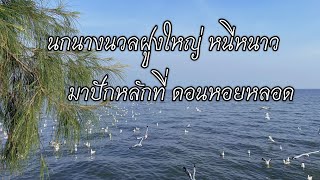 ฝูงนกนางนวลหนีหนาว โผล่ดอนหอยหลอด ปีแรก