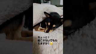 【豆柴】冬眠中の柴犬発見しました❗#shorts #sibainu #子犬 #柴犬との暮らし #かわいい犬