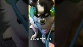 チワワマッサージ　#dog #cute #chihuahua #puppy #cutedog #チワワ