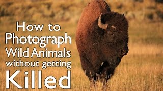 11 Tips to Photograph Wild Animals Without Getting Killed