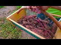 ~ new ~ beauregard sweet potato harvest ~ vermont back to eden garden