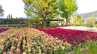 【4K】日本 Japan Next to Tokyo Yamanashi afternoon walking tour Herb garden, spring flowers, tulips