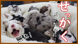 【子犬の成長】想定外⁉な生後20日の子犬たち😂【ボーダーコリー】