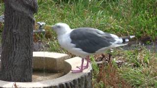 利尻島の水道を飲むカモメ