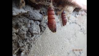 Empty shell of pupa from Lymantria dispar  Greece  by Theo Fotiadis