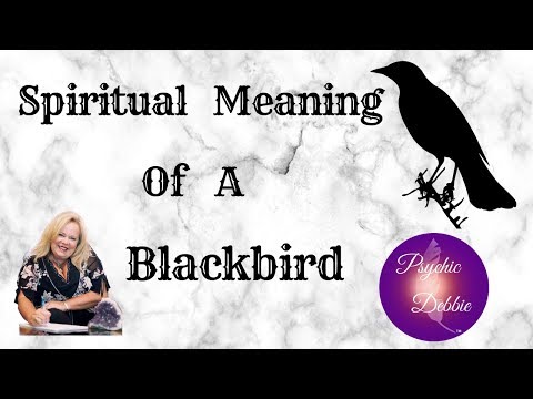 SPIRITUAL MEANING OF A BLACKBIRD- Psychic Debbie Griggs - YouTube