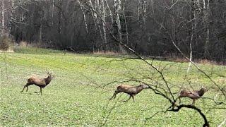 Jelenie 9 szt coś je spłoszyło Zwierzęta / Animals Deer