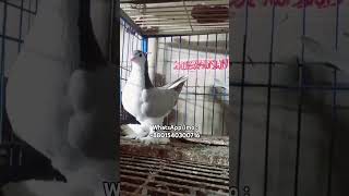 ব্লুবাললেস লাহরী সিরাজি কবুতর বিক্রি হবে | #pigeon #kabutar #fancypigeon #birds #kabootar #কবুতর