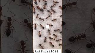 Ant City, Business Insider, Attenborough,Planet indiana jones 4 indiana jones 4 trailer,antShort2018