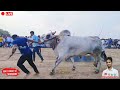 4k hd video 🥇🥇🥇 నరహరిపురం గ్రామం లో సీనియర్ 2వ జత mcor bull s వారి...2545 🏆🏆🏆