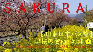 【お花見】🌸早桜の名所🌸河津で一足先の観桜 Early sakura, Kawazu, Izu, Shizuoka pref