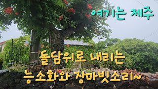 제주장마시작 / 돌담위로 능소화가 낙화하고 / 새소리 빗소리의 어울림~ / #백색소음 #빗소리ASMR