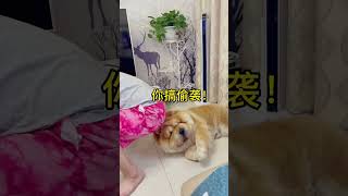 乖乖：你礼貌吗 #pets #cute #搞笑 #宠物生活 #小动物 #funny #animals #萌宠