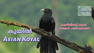 കുയിൽ Asian Koyal