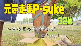 元競走馬P-suke に生牧草のプレゼントが届きました#horse #cat #元競走馬#保護猫#パリスカプルス#生牧草バンク