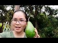 visit sa farm nagharvest kami ng avocado nakailang sako kame farmvlog