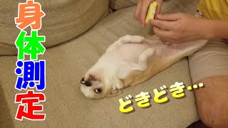 【343日】元ヤセチワワ、久々の体重測定の結果は⁉🐶💛　胸囲と腹囲も💘　Chihuahua was measured his weight.