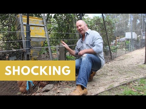 Netting and electric fence to protect your garden and chickens Netting and electric fence to protect your garden and chickens