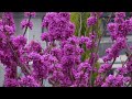 chinese redbud ハナズオウ