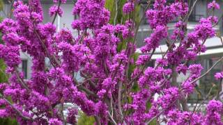 Chinese Redbud, ハナズオウ