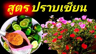 สูตรปราบเชื้อราไล่แมลงเพลี้ยหนอน เร่งสีสดคุณนายตื่นสาย พืชผักสวนครัวน้ำส้มสายชูมะกรูด สมุนไพรในครัว