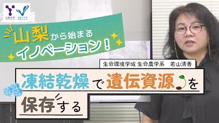 凍結乾燥で遺伝資源を保存する