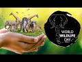 World Wildlife Day 2024 - Recovering key species for ecosystem restoration