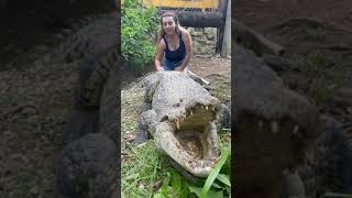 Girl pets massive crocodile!