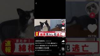 [Tik Tok] 猫🐈　まとめ