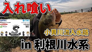 【利根川水系】投げれば釣れる…まさに入れ喰い！