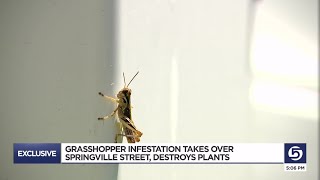 'We need birds:' Grasshoppers invade parts of Springville